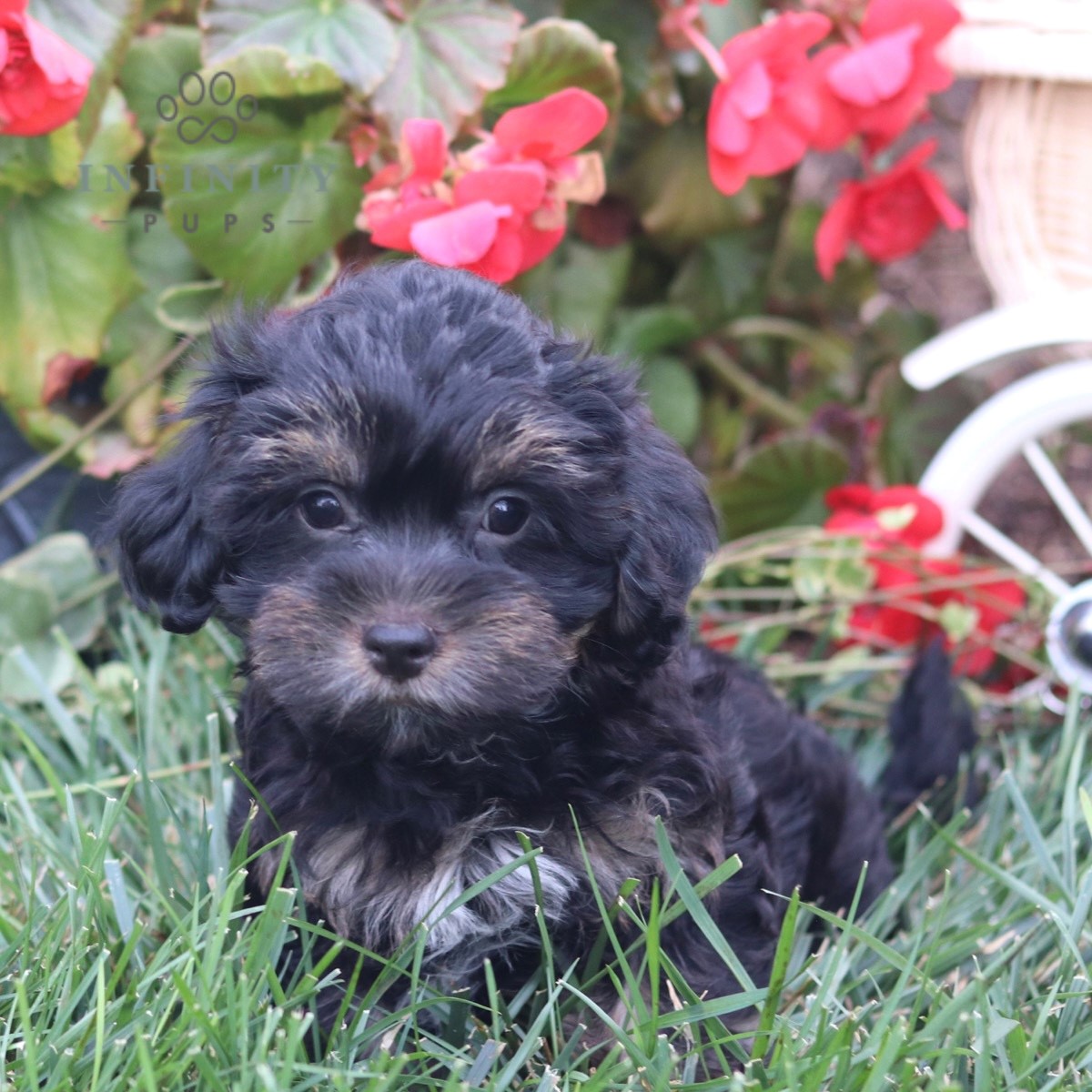 Gary - Shorkie-poo • Poodle Mix, Shorkie • Infinity Pups