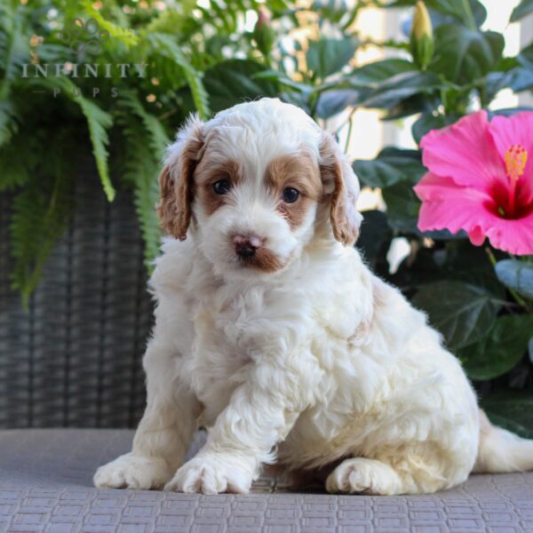 Cockapoo Puppies For Sale • Adopt Your Puppy Today • Infinity Pups