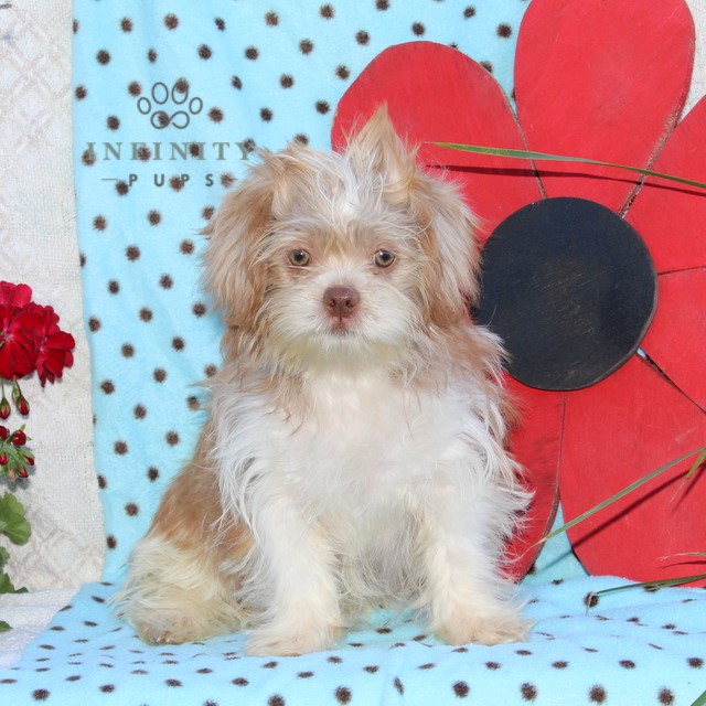 Valerie - Shorkie-poo • Poodle Mix, Shorkie • Infinity Pups