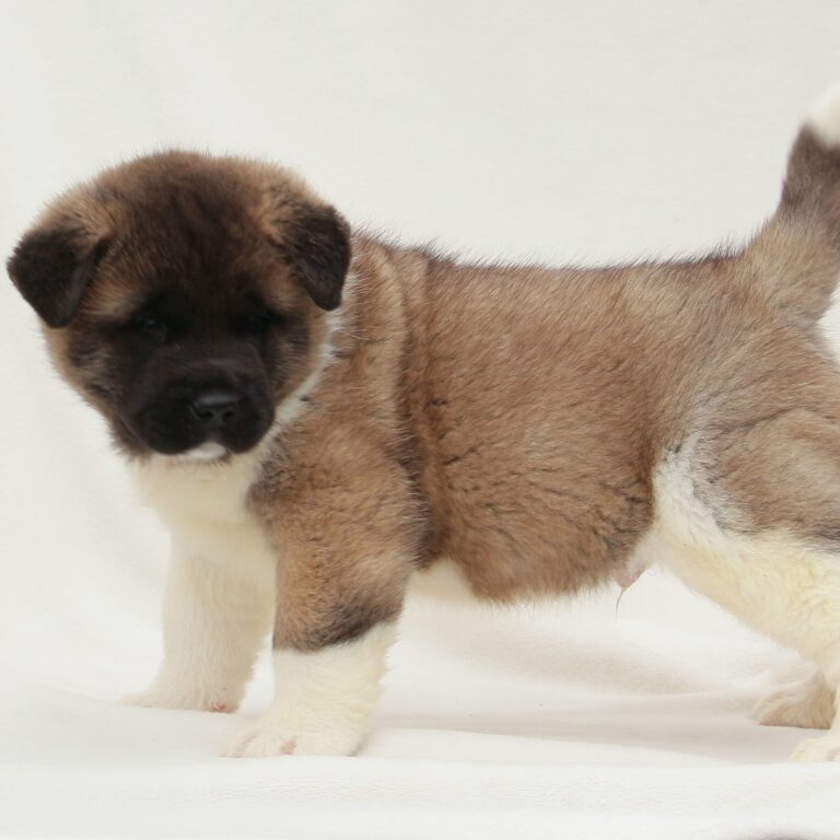 Akita Puppies For Sale • Adopt Your Puppy Today • Infinity Pups