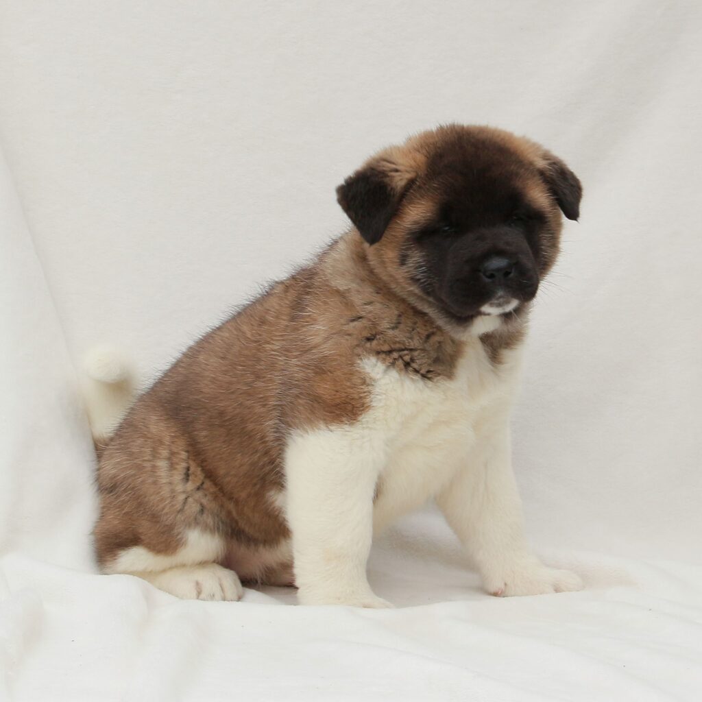 Akita Puppies For Sale • Adopt Your Puppy Today • Infinity Pups