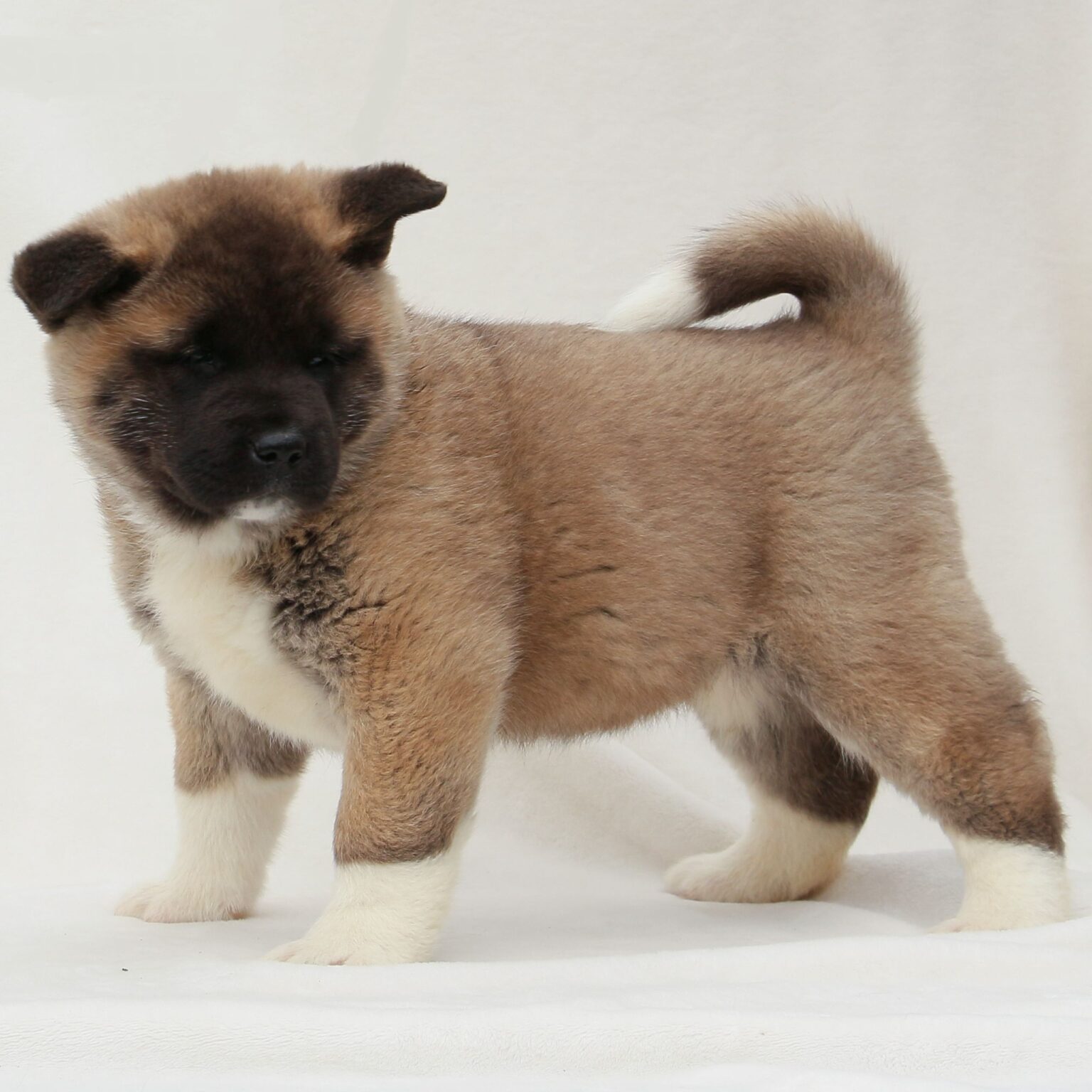 Akita Puppies For Sale • Adopt Your Puppy Today • Infinity Pups