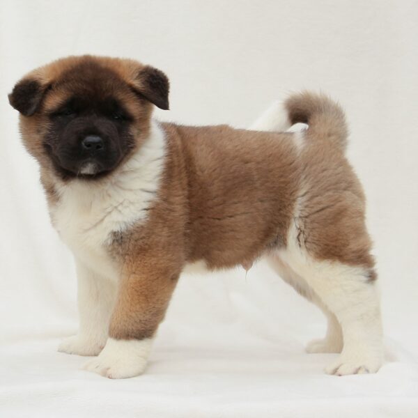 Akita Puppies For Sale • Adopt Your Puppy Today • Infinity Pups